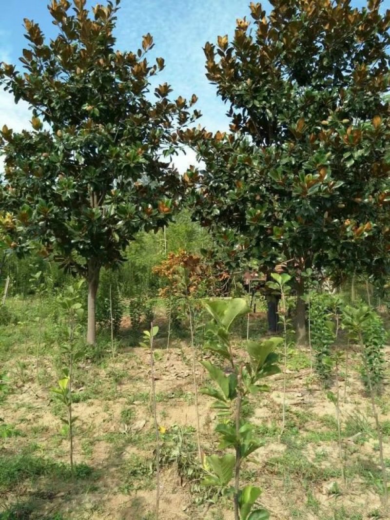 常年批发供应广玉兰价格优惠基地大量销售中