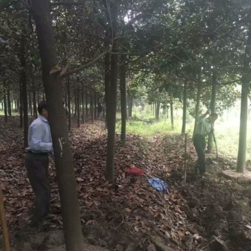 常年批发供应广玉兰价格优惠基地大量销售中