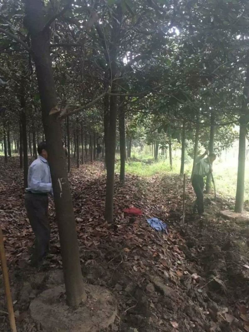 常年批发供应广玉兰价格优惠基地大量销售中