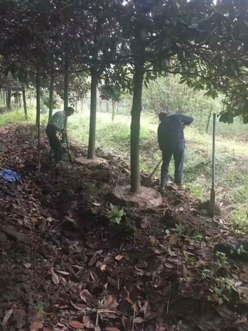 常年批发供应广玉兰价格优惠基地大量销售中