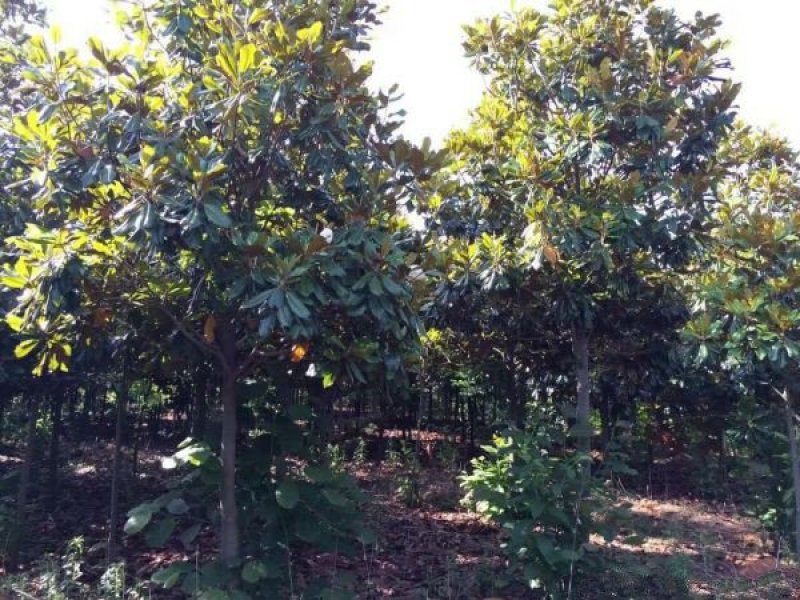 常年批发供应广玉兰价格优惠基地大量销售中