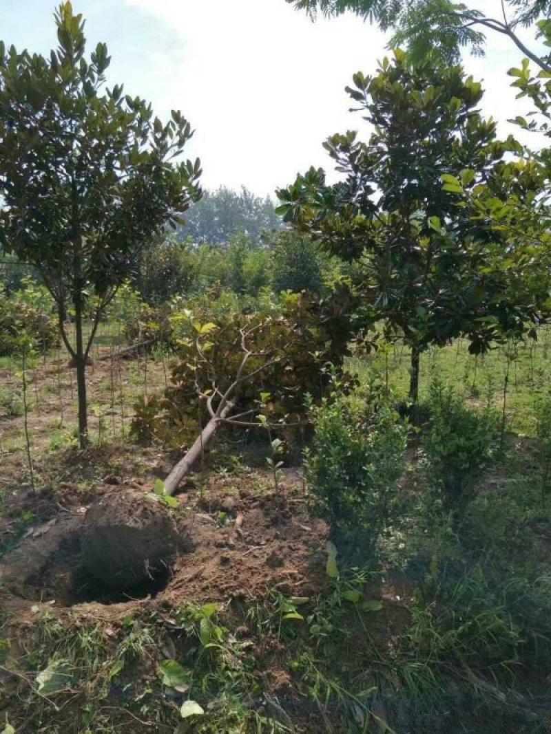 常年批发供应广玉兰价格优惠基地大量销售中