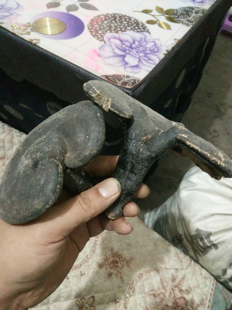 三叶青，，，，，，，，