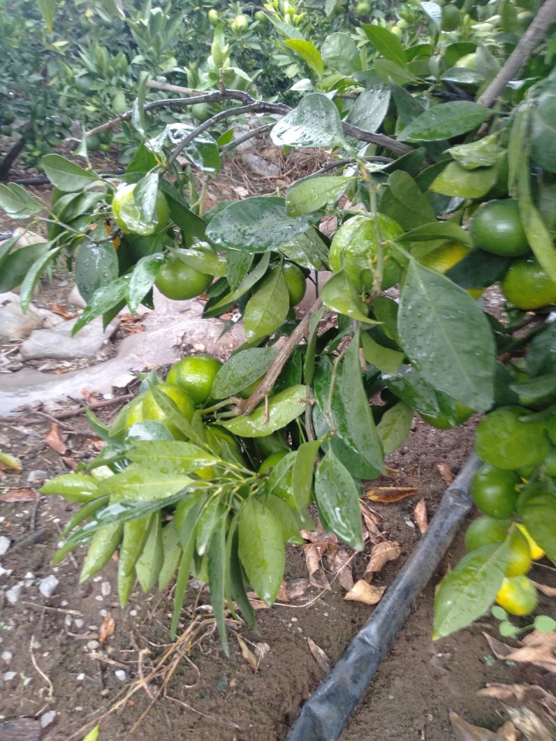 云南蜜橘特早
