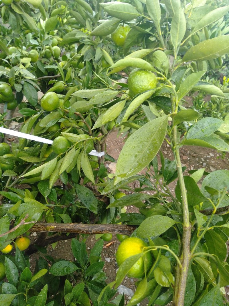 云南蜜橘特早