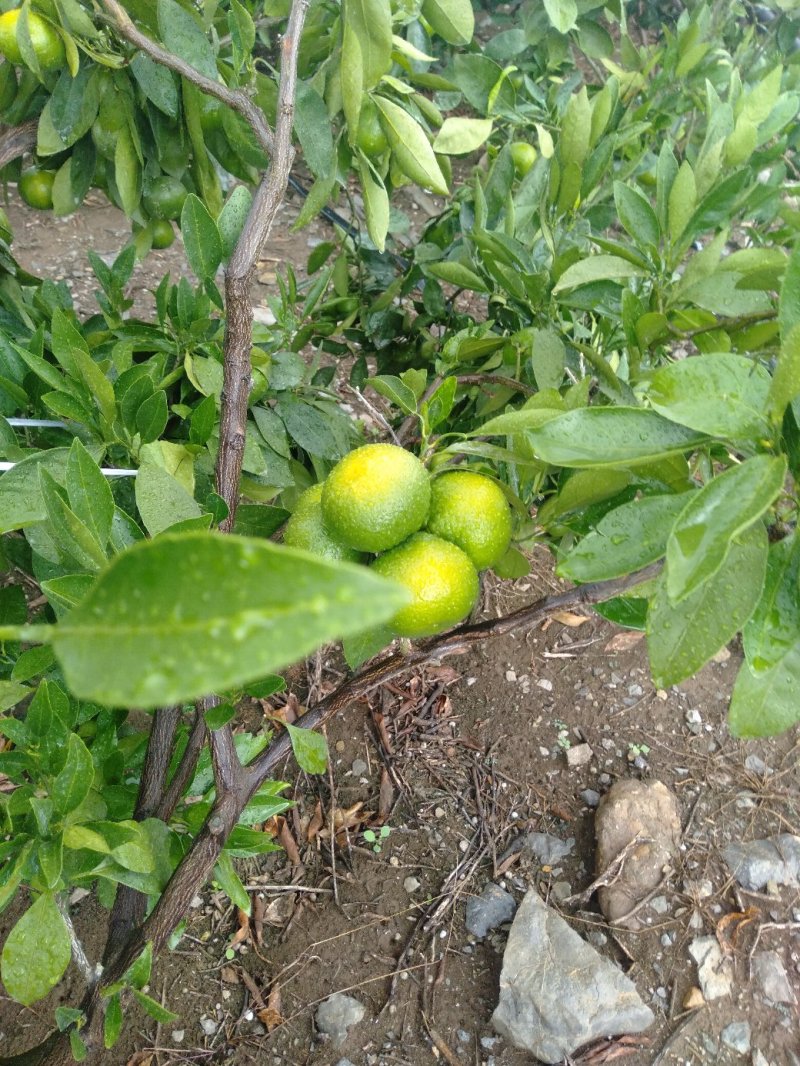 云南蜜橘特早
