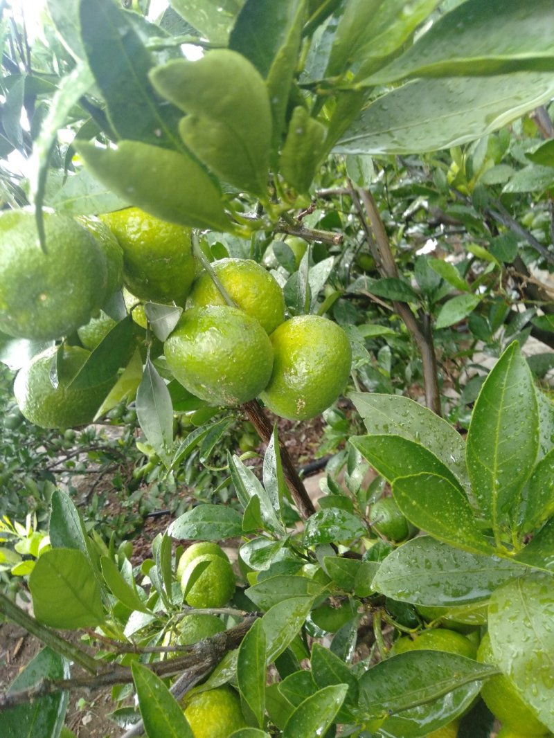 云南蜜橘特早