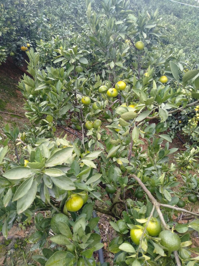 云南蜜橘特早