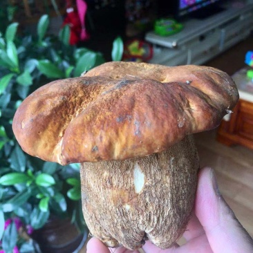 小金县美味野生牛肝菌2斤装顺丰冷链包邮