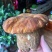 小金县美味野生牛肝菌2斤装顺丰冷链包邮