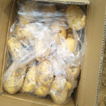 荷兰土豆