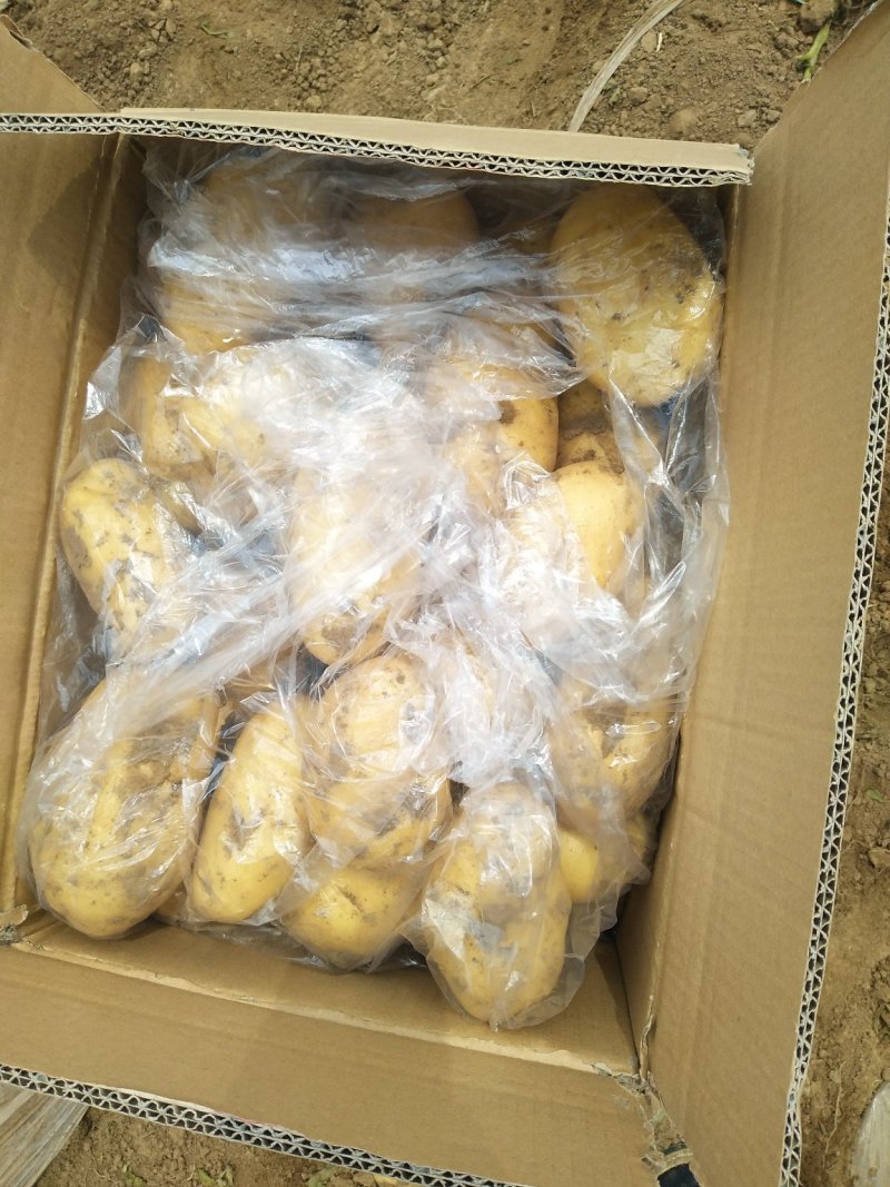 荷兰土豆