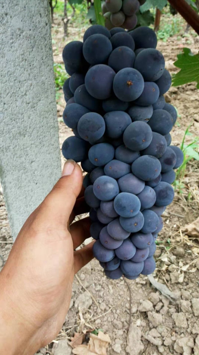 夏黑葡萄