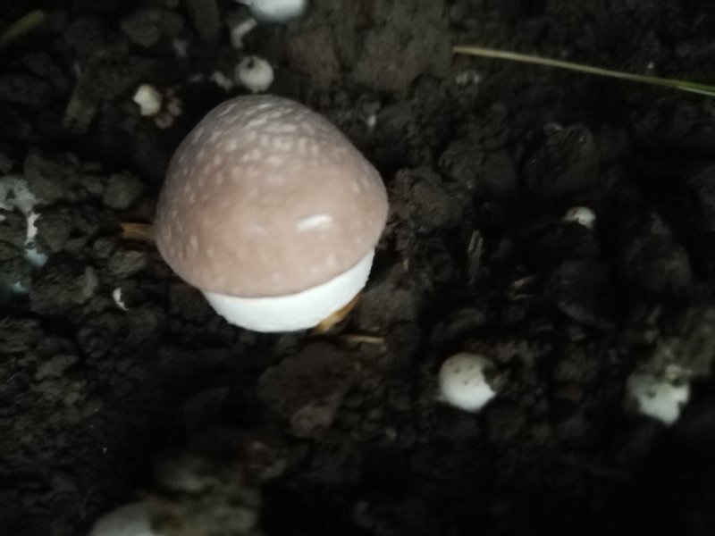 姬松茸（又名巴西蘑菇）及各级菌种
