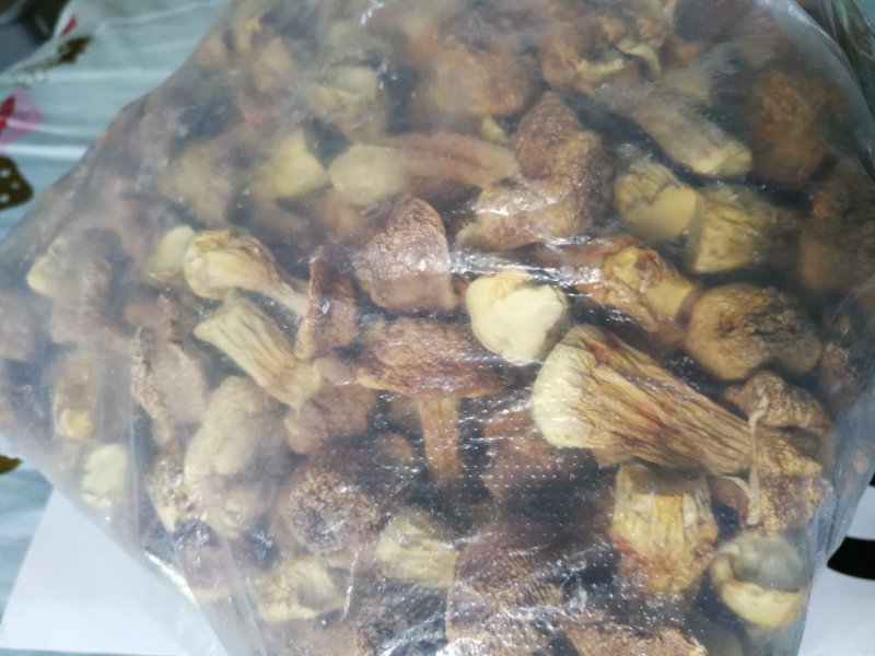 姬松茸（又名巴西蘑菇）及各级菌种