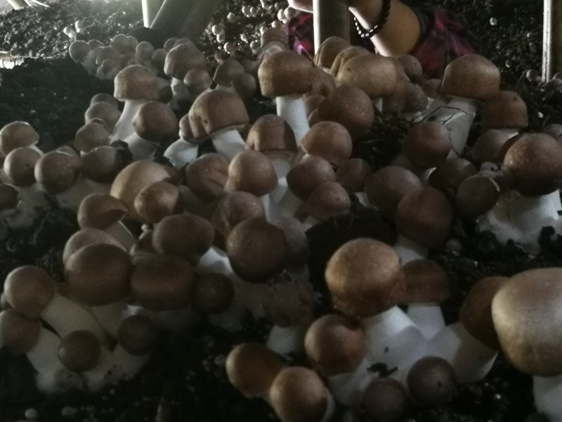 姬松茸（又名巴西蘑菇）及各级菌种