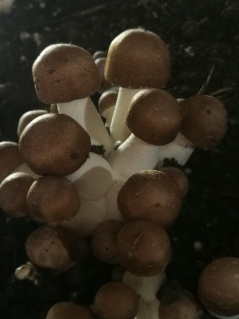 姬松茸（又名巴西蘑菇）及各级菌种
