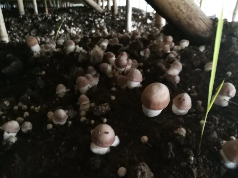 姬松茸（又名巴西蘑菇）及各级菌种