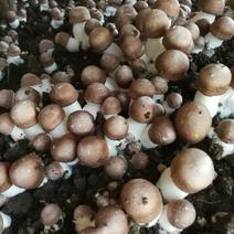 姬松茸（又名巴西蘑菇）及各级菌种