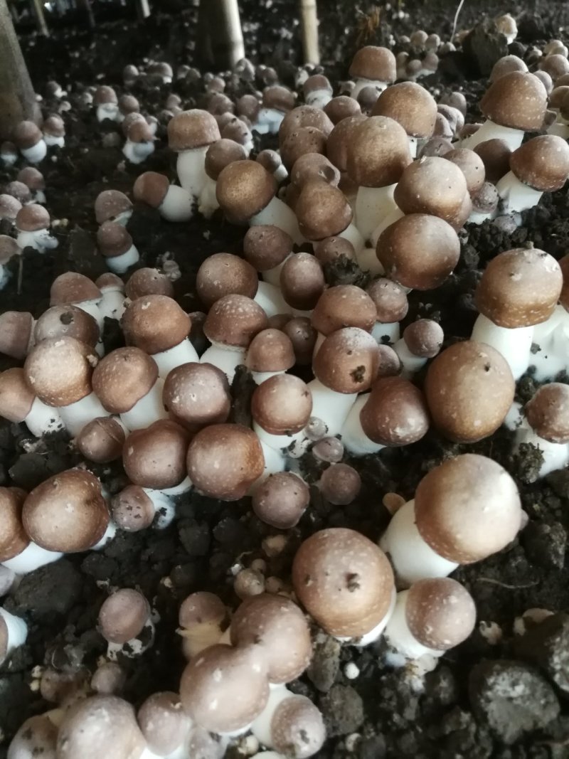 姬松茸（又名巴西蘑菇）及各级菌种