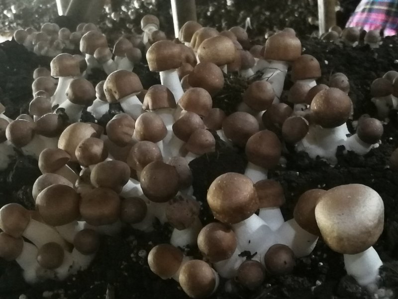 姬松茸（又名巴西蘑菇）及各级菌种