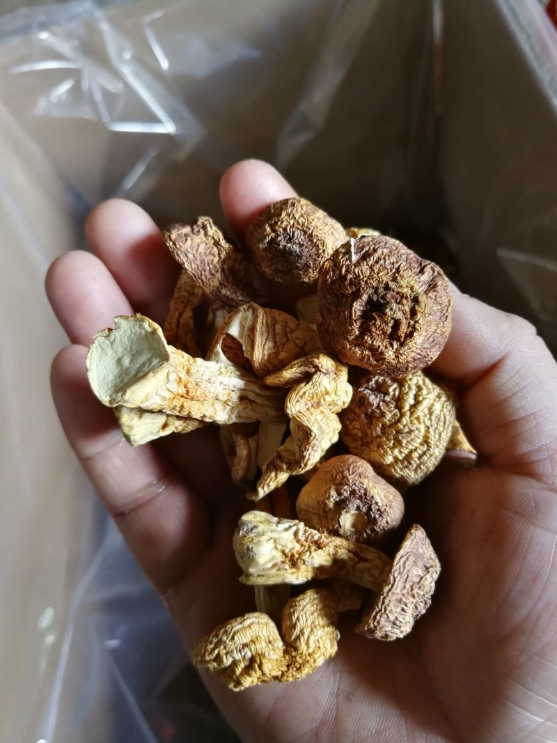 姬松茸（又名巴西蘑菇）及各级菌种