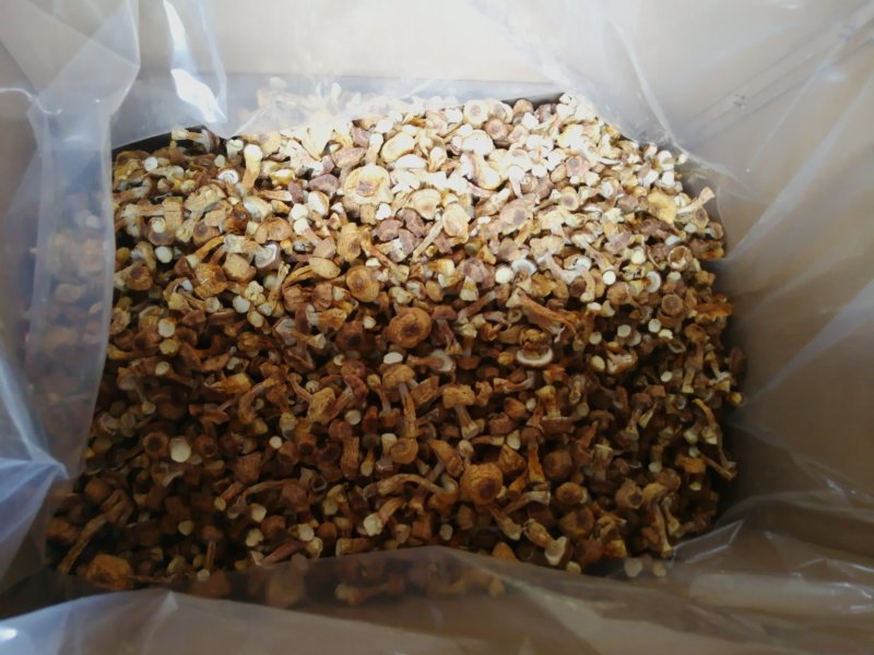 姬松茸（又名巴西蘑菇）及各级菌种