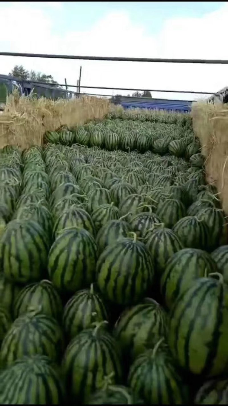 辽宁新民大棚甜王，小孙代发只做精品质量三包