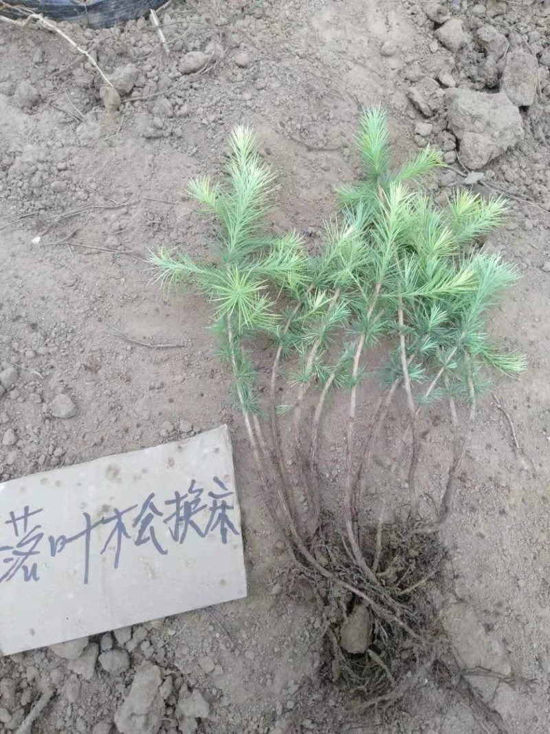 绿化苗木
