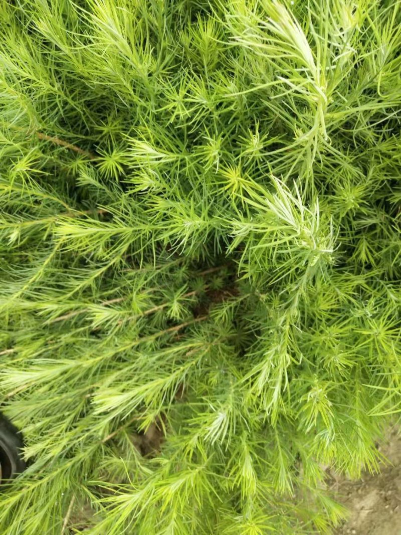 绿化苗木