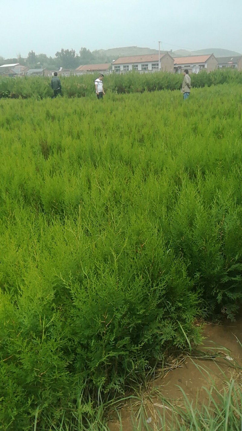 绿化苗木