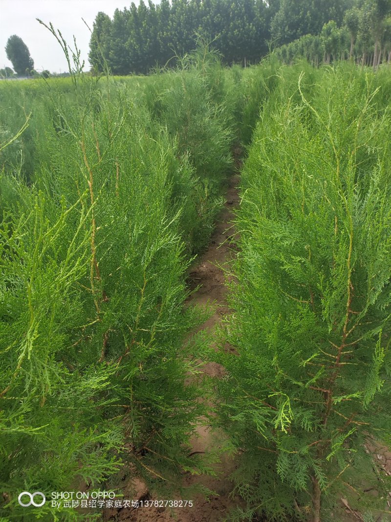 侧柏精品侧柏侧柏批发