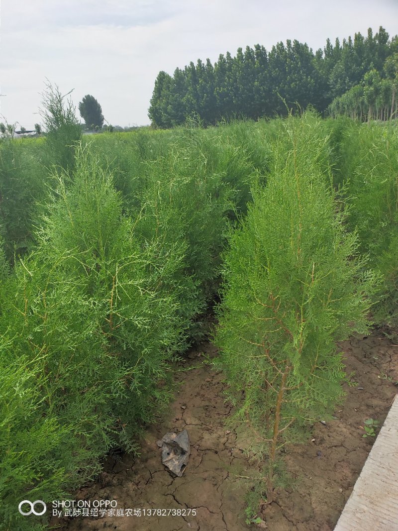 侧柏精品侧柏侧柏批发