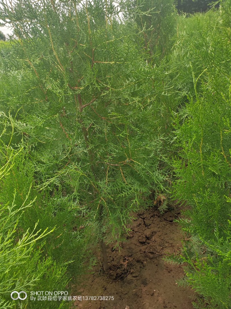 侧柏精品侧柏侧柏批发