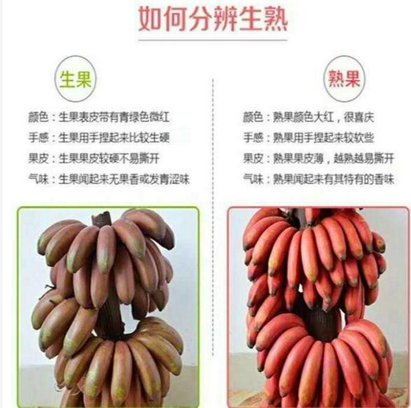 广西红香蕉红美人蕉一件代发包邮