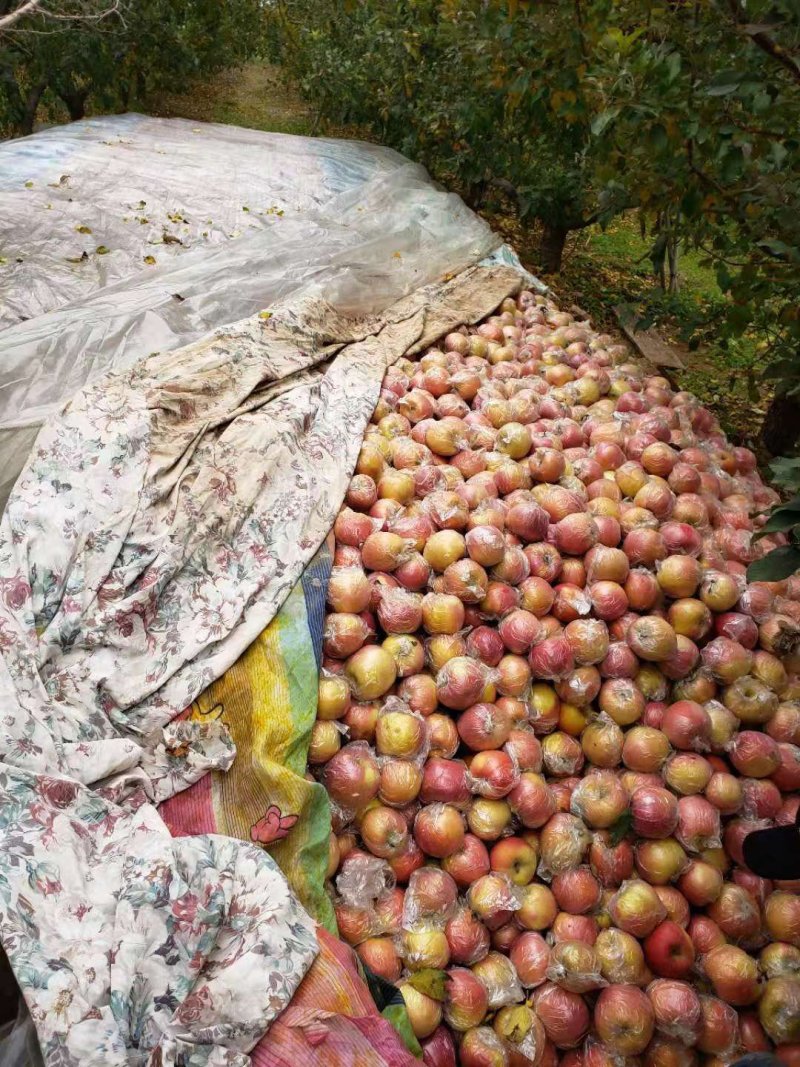 山东潍坊嘎啦苹果，美八苹果，等，颜色好看，现摘现卖，