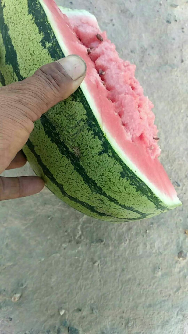 靖远旱沙石头缝大西瓜大量上市