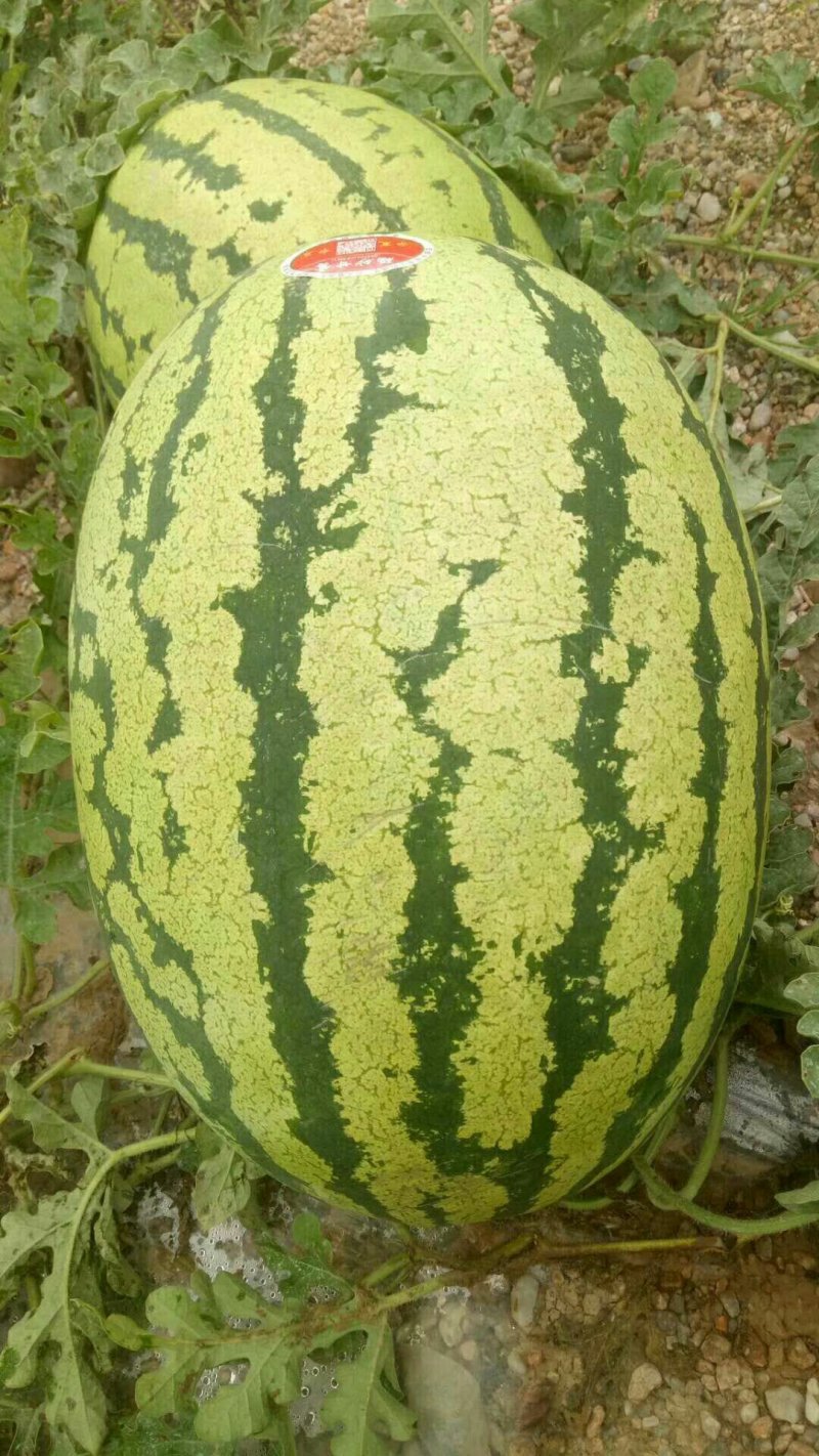 靖远旱沙石头缝大西瓜大量上市