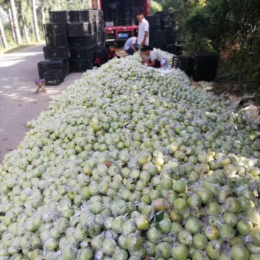 金帅苹果，实报实价，量大从优，产地直销，