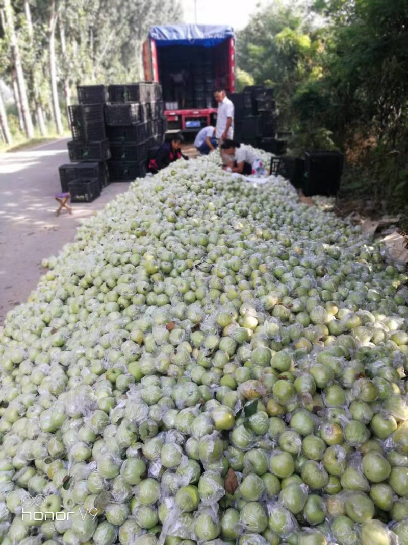 山东潍坊金帅苹果，大量上市，无代办费，良心买卖