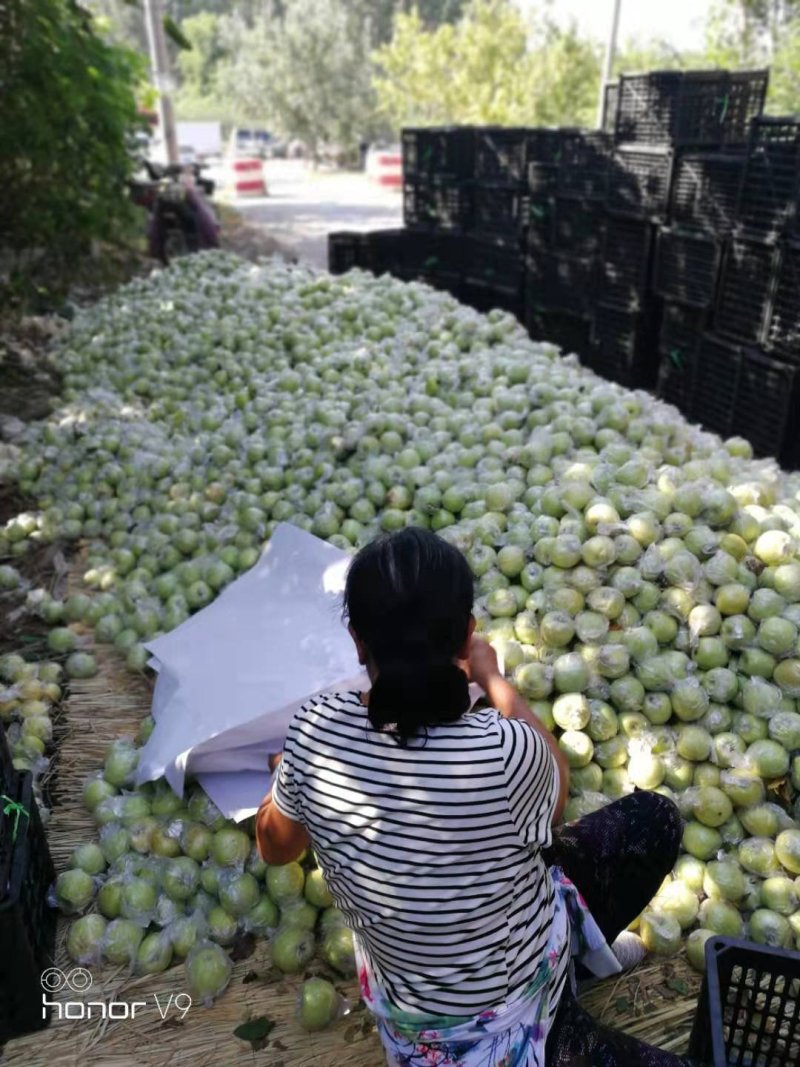 山东潍坊金帅苹果，大量上市，无代办费，良心买卖