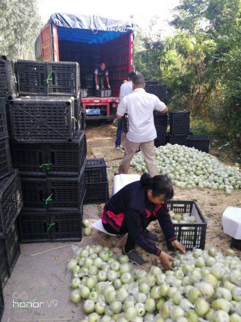 山东潍坊金帅苹果，大量上市，无代办费，良心买卖