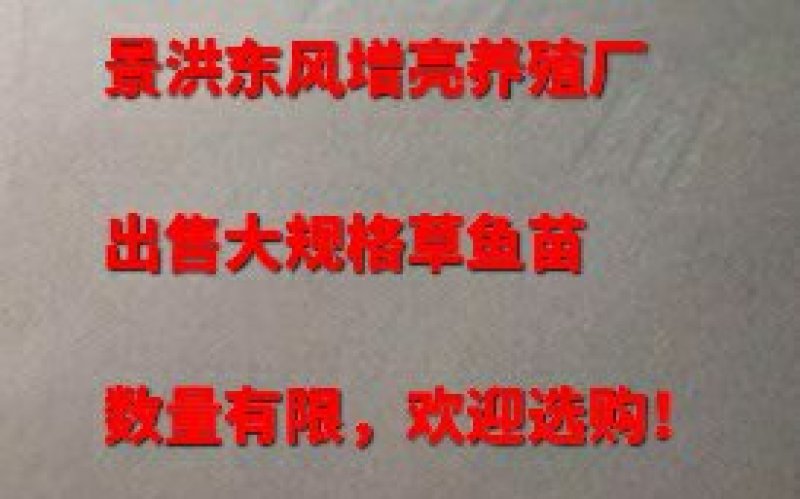 出售大规格草鱼苗