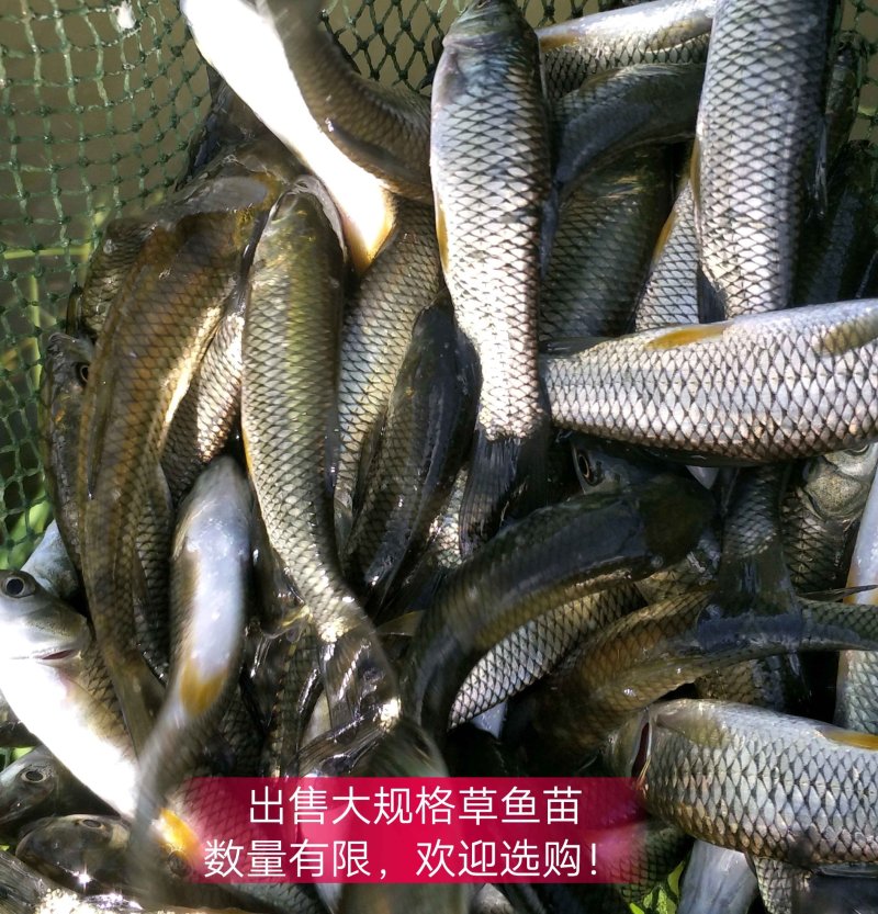 出售大规格草鱼苗