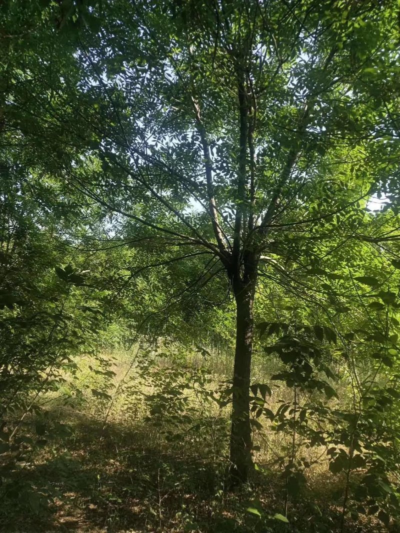 老白蜡