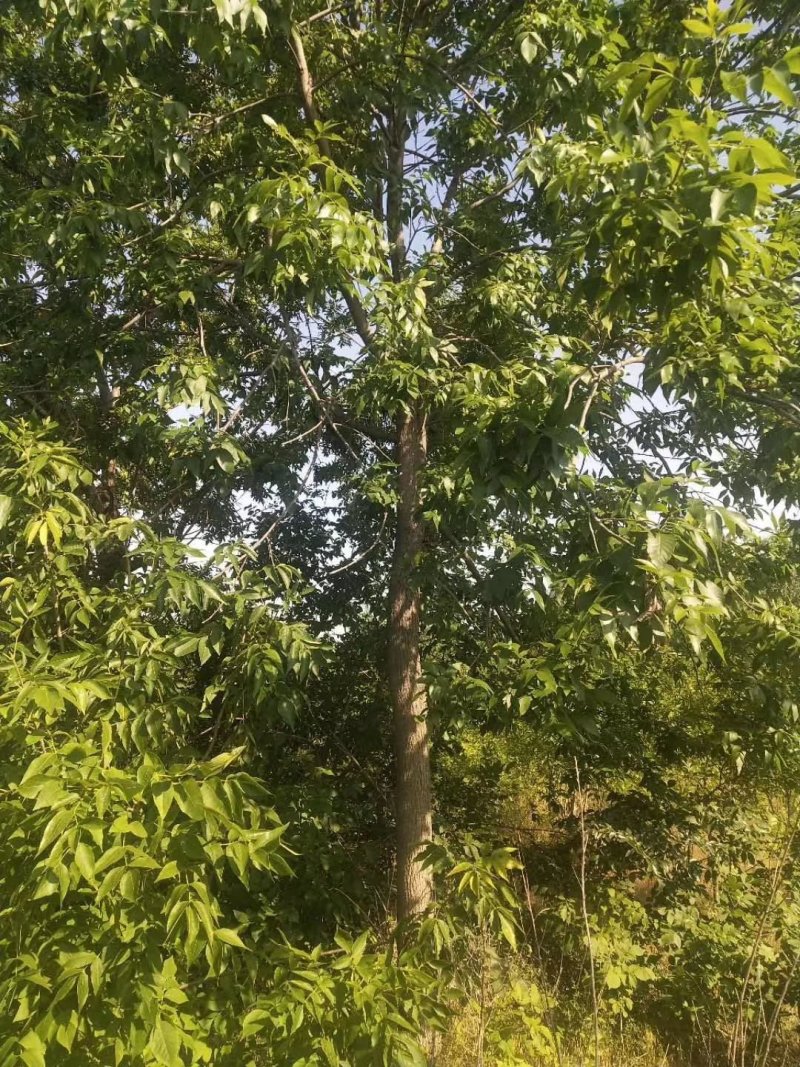 老白蜡