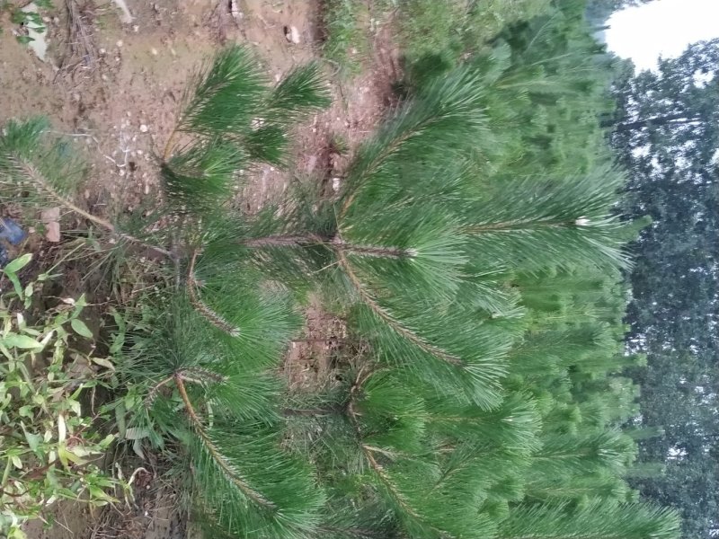 黑松