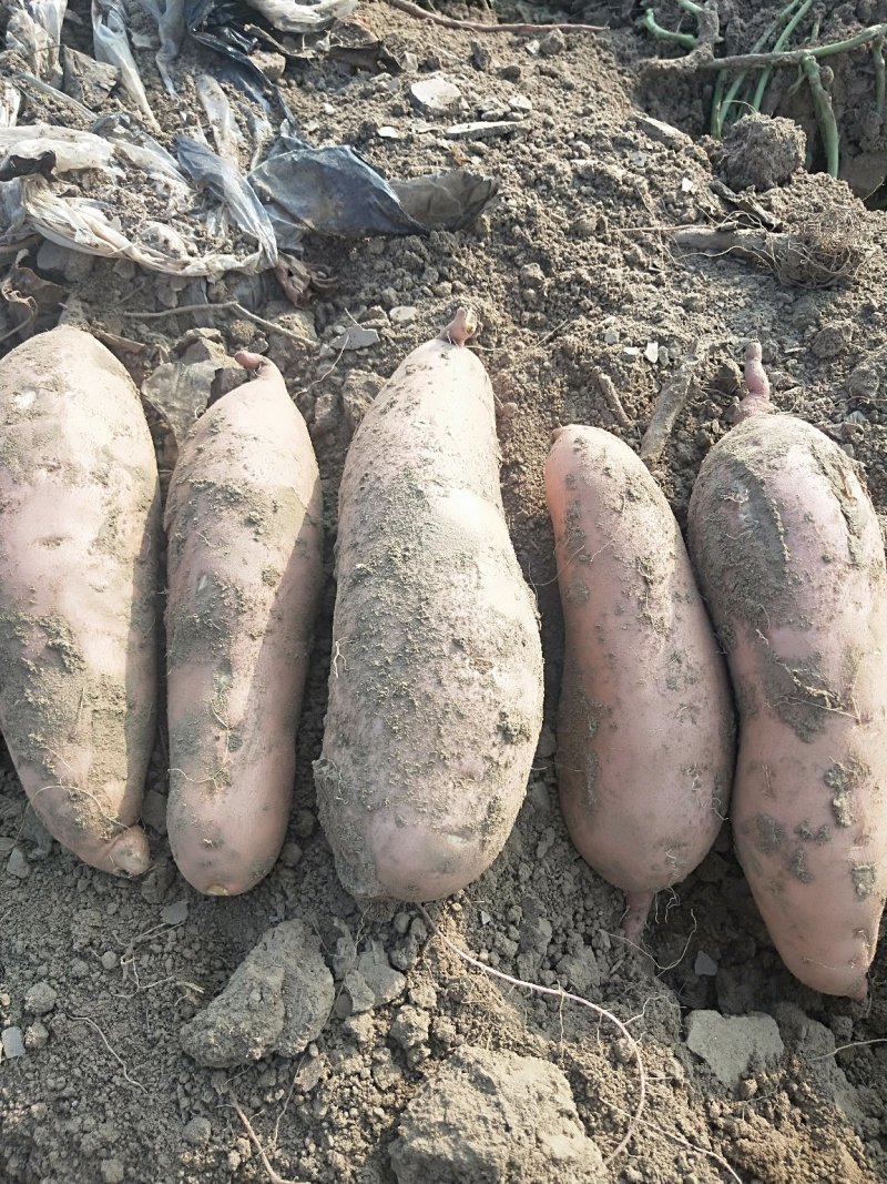 河北龙九龙薯9号大量上市产地直供保证质量发往全