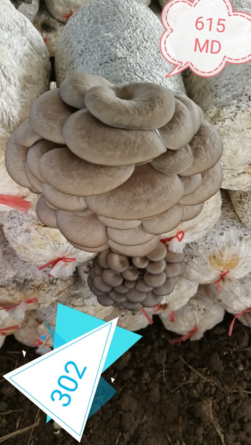各种平菇菌种（有各种不同颜色和温型的侧耳属品种）