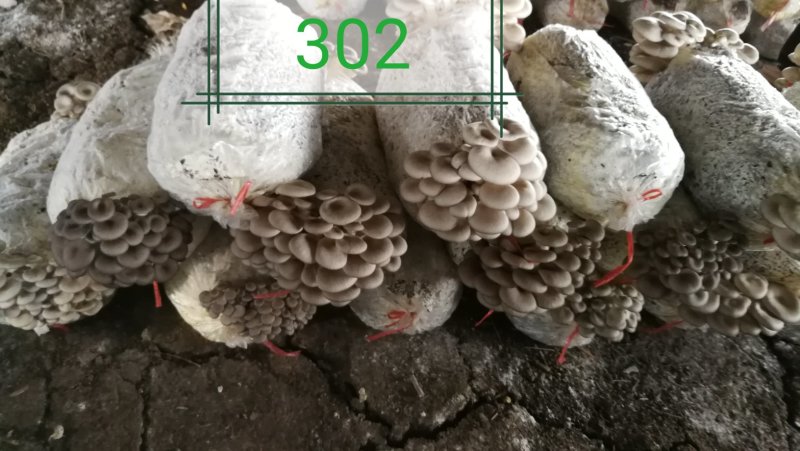 各种平菇菌种（有各种不同颜色和温型的侧耳属品种）